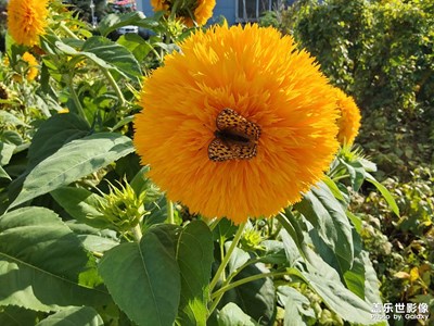 【再見夏天】 留住最后美麗