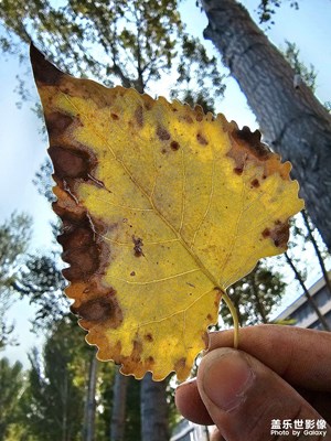 【再見(jiàn)夏天】隨手拍