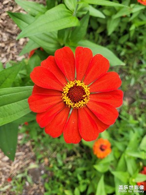 【最美初秋】+紅色的花