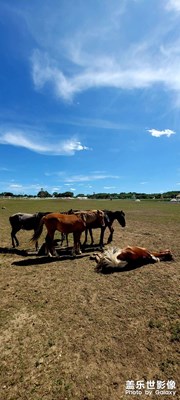 曬太陽(yáng)的駿馬
