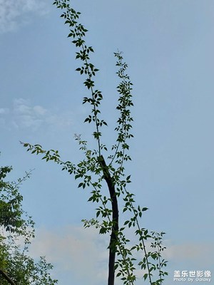 【再見夏天】+揮手告別夏天