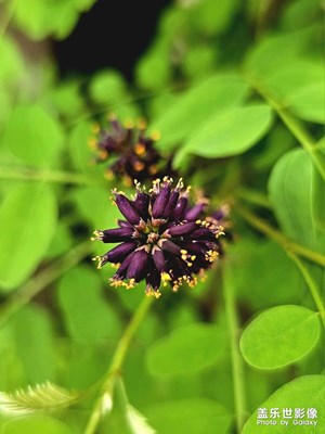 【最美初秋】紫紫的紫穗槐