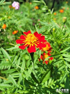 【最美初秋】+秋花