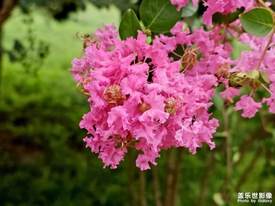 【再見夏天】再見紫薇