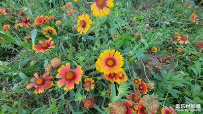 【最美初秋】+路邊野花