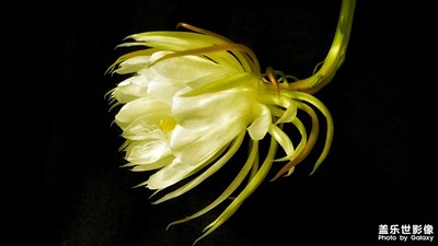 【光陰的故事】+ 再見曇花現(xiàn)