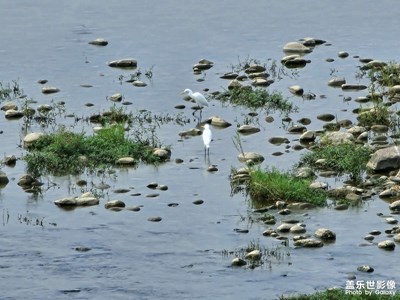 【光陰的故事】青青河邊草，與鶴共舞