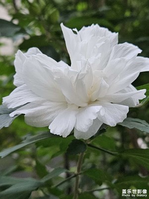 【光陰的故事】花開花落終有時(shí)