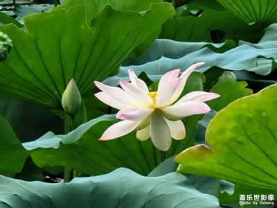 【最美初秋】小荷才露尖尖角