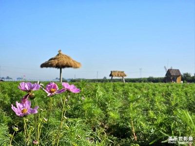【最美初秋】花鄉(xiāng)漫步