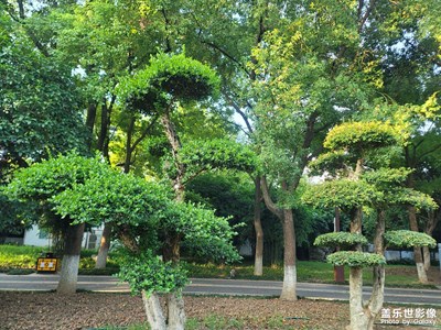 【最美初秋】綠色一片片