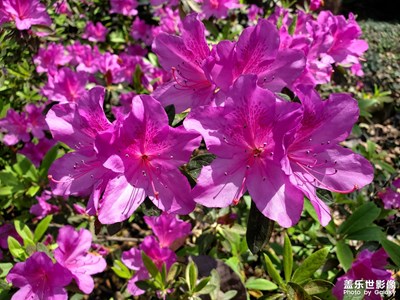 【城市名片】+綠化植物