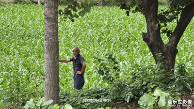 夏日田間～～～