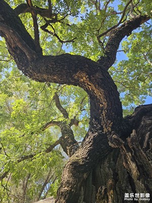 【光影之間】+樹