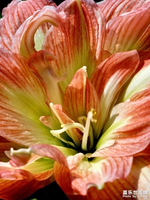 【雙節(jié)同慶】花開忘憂