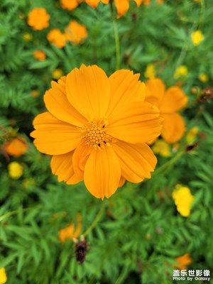 【雙節(jié)小長假】公園賞花