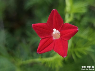 【雙節(jié)小長(zhǎng)假】花兒獻(xiàn)祖國(guó)