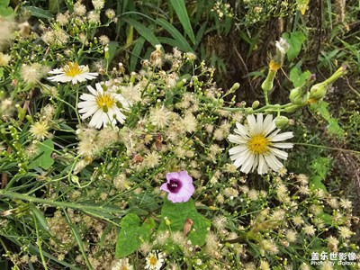 雙節(jié)小長假+回家