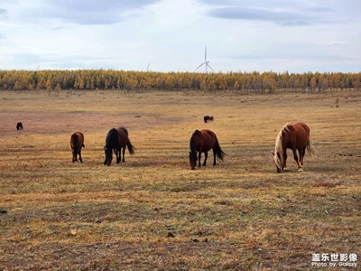 【雙節(jié)小長(zhǎng)假】金秋草原