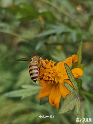 【別樣精彩】蜂與花