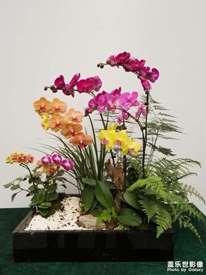 【別樣精彩】組花盆景藝術(shù)