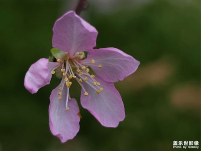 【別樣精彩】十月桃花開(kāi)