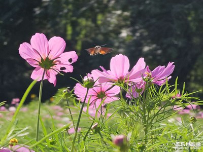 【別樣精彩】格桑花開又一季