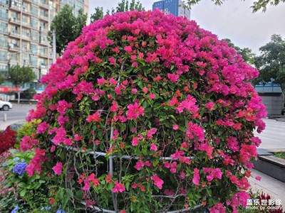 【雙節(jié)小長假】拍花