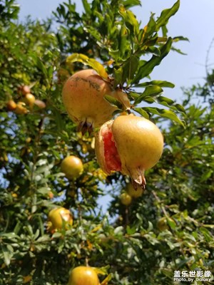 【雙節(jié)小長(zhǎng)假】石榴熟了