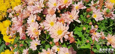 【鏡頭里的秋日私語】+廣場秋日