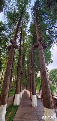 【鏡頭里的秋日私語】+樹林游