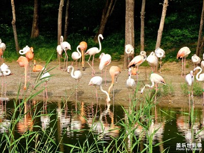 【鏡頭里的秋日私語】秋日北京野生動(dòng)物園之二