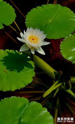 【鏡頭里的秋日私語】秋荷隨拍