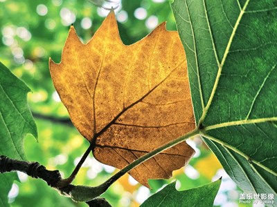 【鏡頭里的秋日私語】

一葉知秋