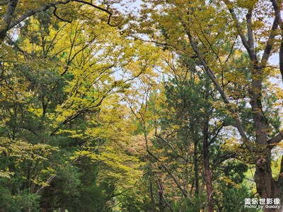 【鏡頭里的秋日私語】+南京秋日