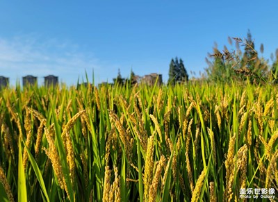 【鏡頭里的秋日私語】+收獲的季節(jié)