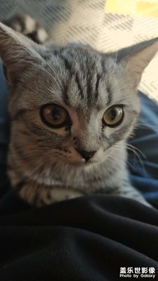 【鏡頭里的秋日私語】+我與貓咪