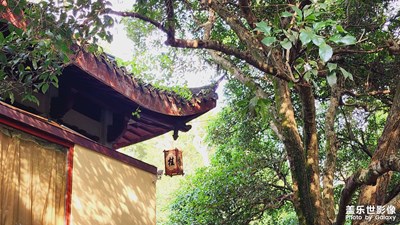 【鏡頭里的秋日私語】+杭州滿覺隴桂花飄香柿柿如意