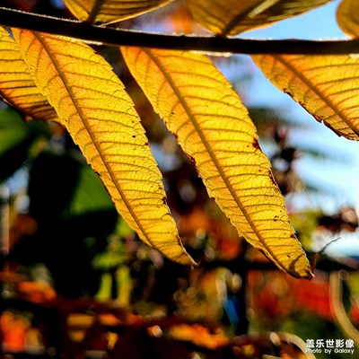 【鏡頭里的秋日私語】+深秋色彩