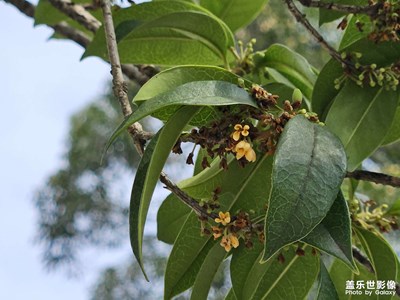 【鏡頭里的秋日私語】+中秋桂花香