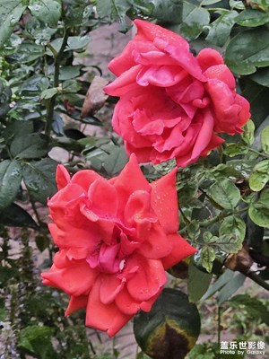 【鏡頭里的秋日私語】+秋天的照片