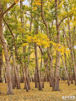 【賞秋正當(dāng)時(shí)】+秋意正濃