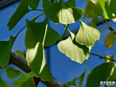 【賞秋正當(dāng)時(shí)】郊區(qū)的樹葉