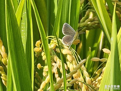 【賞秋正當(dāng)時】秋色光影