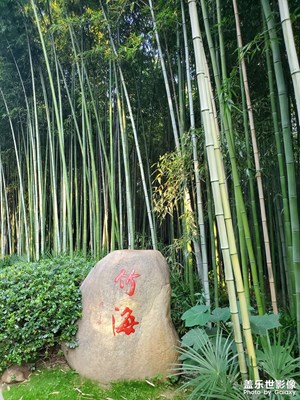 【賞秋正當(dāng)時】+竹葉正綠