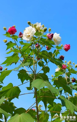 【賞秋正當(dāng)時(shí)】那些花兒