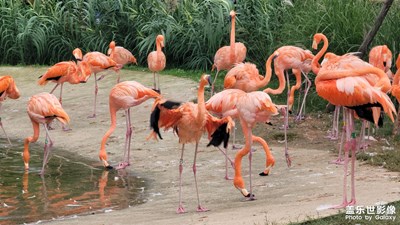 沉淪世俗為你的美