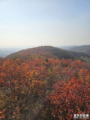 【賞秋正當(dāng)時(shí)】+葉正紅