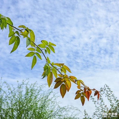 【賞秋正當(dāng)時(shí)】