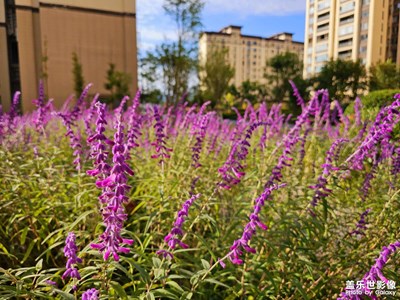 【賞秋正當(dāng)時】+我喜歡的秋天